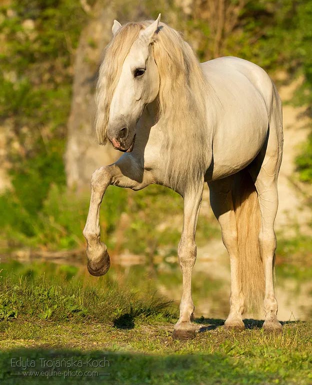 ANDALUSIAN Stallion NARANJITO